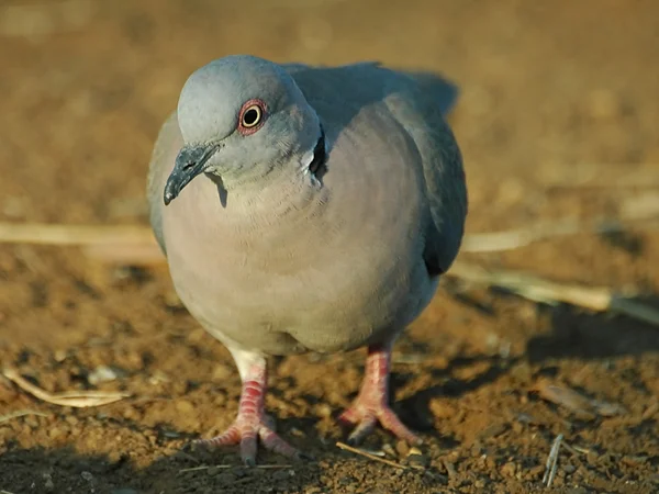 Траурный голубь — стоковое фото