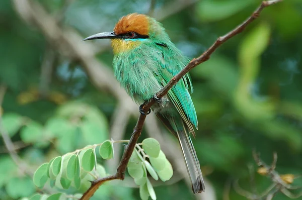 Bee-eater si Bohm — Stock fotografie