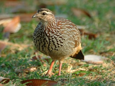 Crested francolin clipart