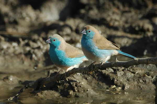 蓝色织布鸟 — 图库照片