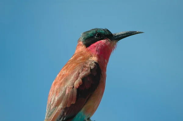 Carmine bee-eater — Stock Photo, Image