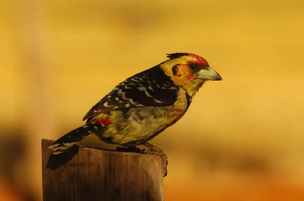 Crested barbet — Stock Photo, Image