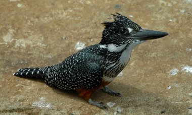 Giant kingfisher clipart