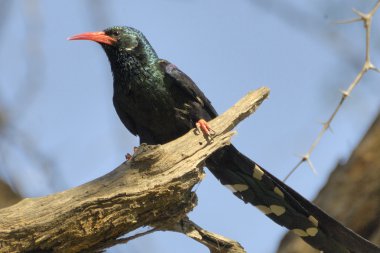 Green wood-hoopoe clipart