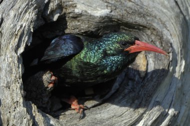 Green wood-hoopoe emerging from nest clipart