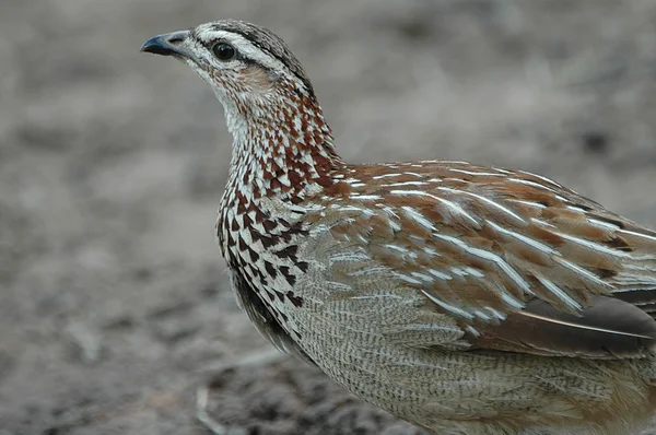 Crested francolin — Stock Photo, Image