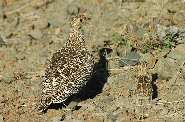 Double-banded sandgrouse with chic — Stock Photo, Image
