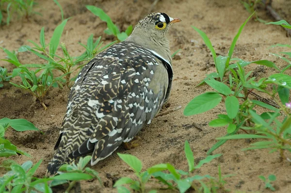 Double-banded sandgrouse with chic — Stock Photo, Image