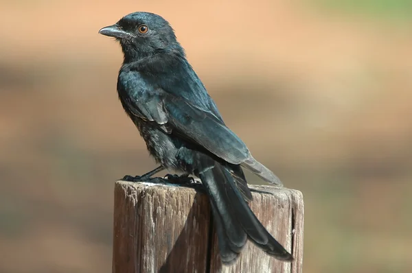 Forktailed drongo on a fencing post — Stock Photo, Image