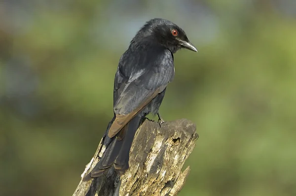 Forktailed drongo — Stock Photo, Image