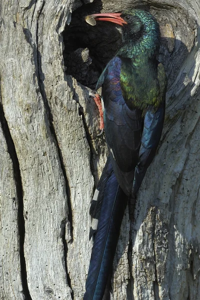 Green wood-hoopoe trazendo um lanche para o ninho — Fotografia de Stock