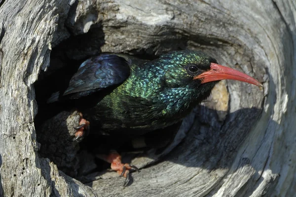 Green wood-hoopoe emerging from nest — Stock Photo, Image