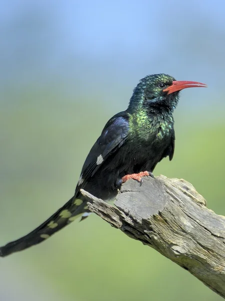 Grön skratthärfågel — Stockfoto