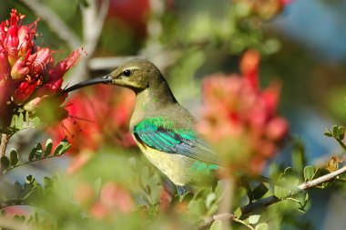 nektar besleme malakit sunbird