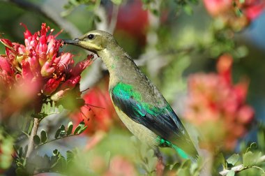 nektar besleme malakit sunbird