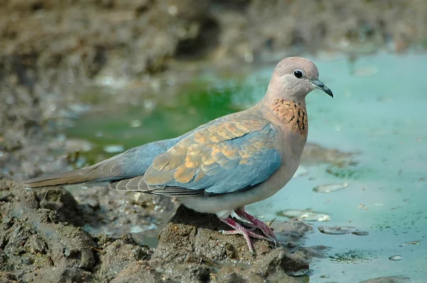 Laughing dove — Stock Photo, Image