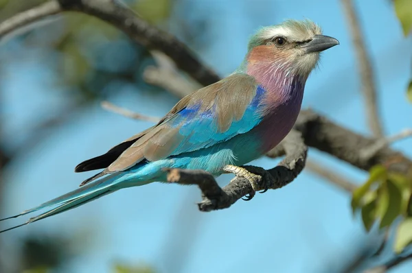 Lilac-breasted roller — Stock Photo, Image