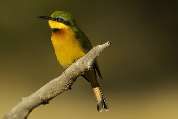 Little bee-eater — Stock Photo, Image