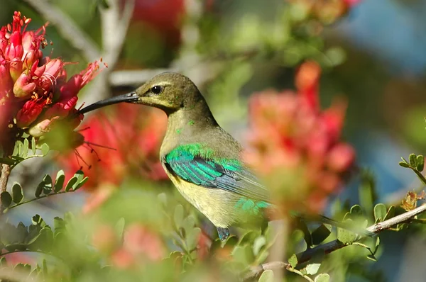 Malachit Sunbirdu krmení na nektar — Stock fotografie