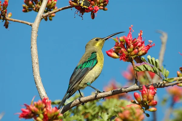 Malachit sunbird karmienia na nektar — Zdjęcie stockowe