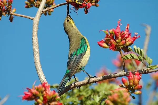 Malachit sunbird — Zdjęcie stockowe