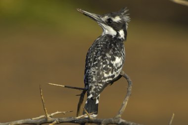 Pied kingfisher