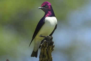 Violet-backed starling (male) clipart