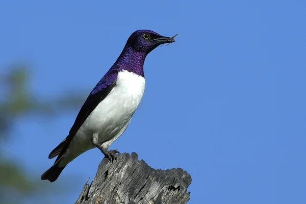 Estorninho violeta (masculino ) — Fotografia de Stock