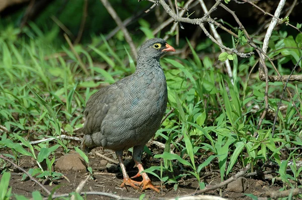 Red-billed francolin — Stock Photo, Image