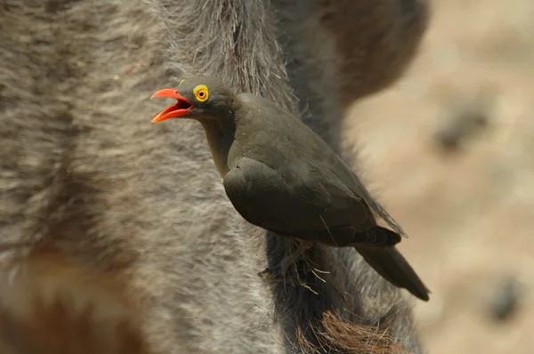 Pica-nozes de bico vermelho no pescoço de um kudu — Fotografia de Stock