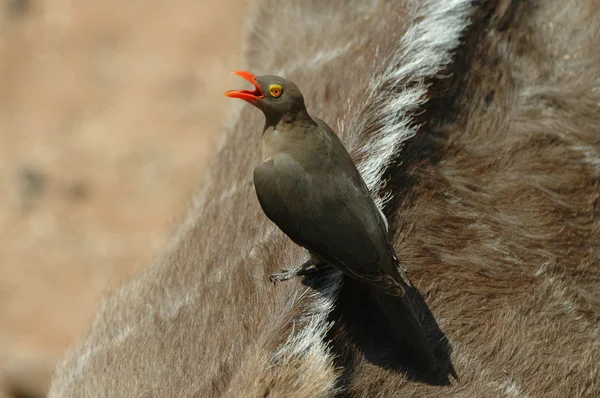 Κόκκινος-τιμολογημένος oxpecker στο πίσω μέρος του μια μεγάλη αντιλόπη της Αφρικής — Φωτογραφία Αρχείου