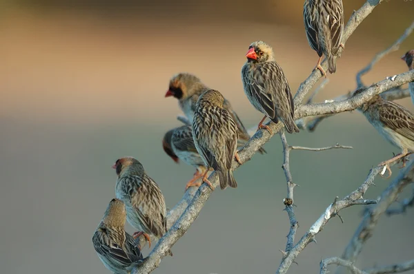 Kırmızı gagalı Kuelalar — Stok fotoğraf