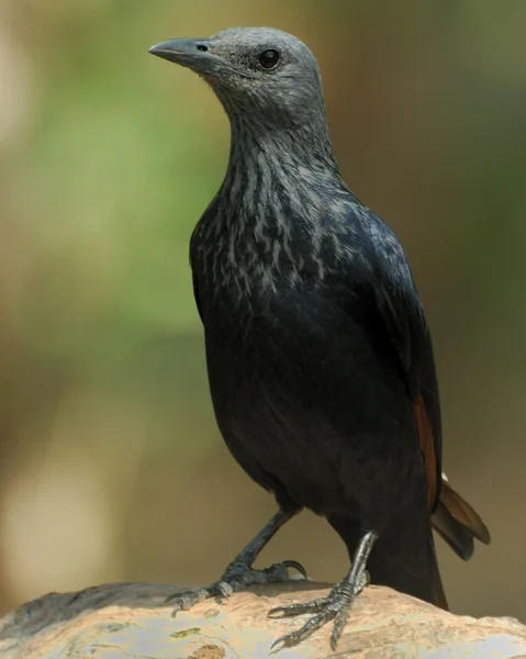 Red-winged starling — Stock Photo, Image