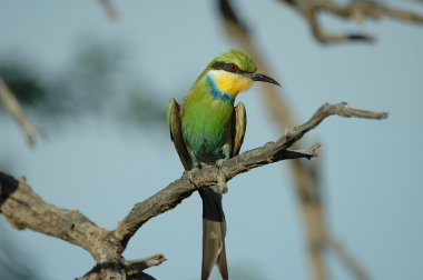 Swallow-Tailed arı kuşugiller