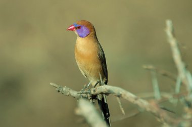 Menekşe kulaklı waxbill