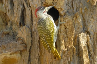 Golden-tailed woodpecker clipart