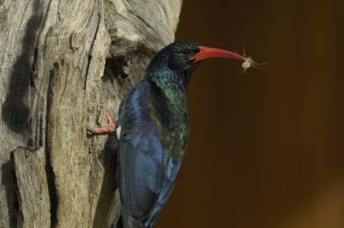 Green wood-hoopoe with snack clipart