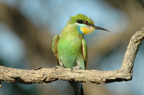 Swallow-tailed bee-eater