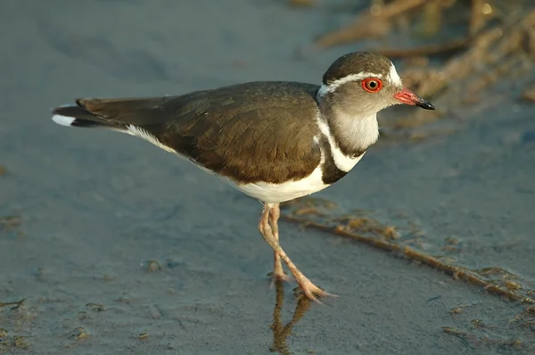 Three-banded plover — Stock Photo, Image