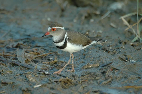 Three-banded plover — Stock Photo, Image