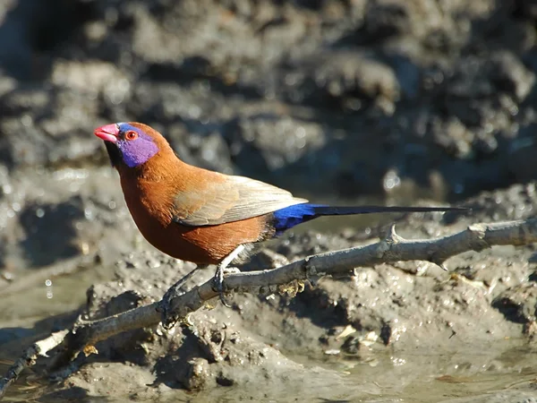 紫耳织布鸟 — 图库照片