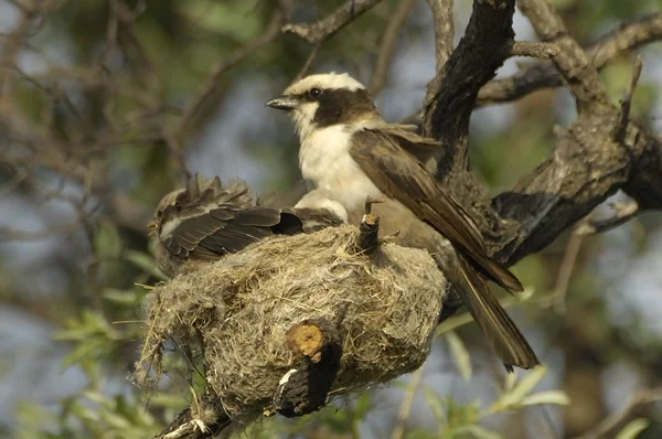 White-crowned shrike at nest with chics — Stock Photo, Image