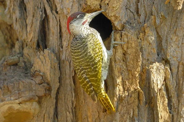 金尾啄木鸟 — 图库照片