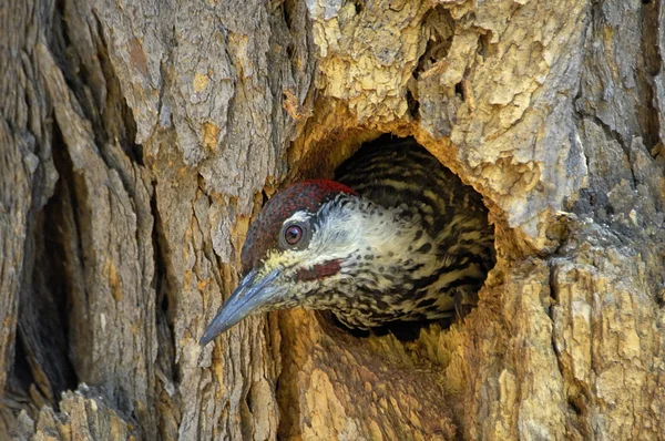 金尾啄木鸟 — 图库照片