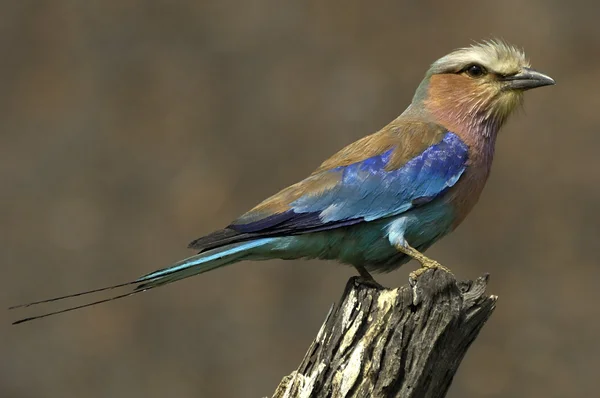 Lilac-breated roller — Stock Photo, Image