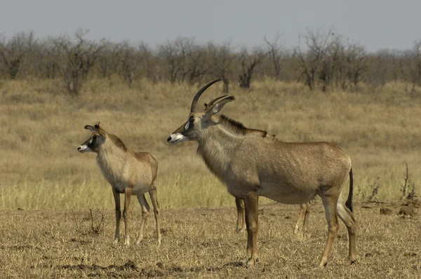 Antilope Roan Nel Parco Nazionale Kruger Sud Africa — Foto Stock