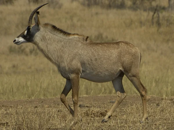 Female roan antelope — Stock Photo, Image