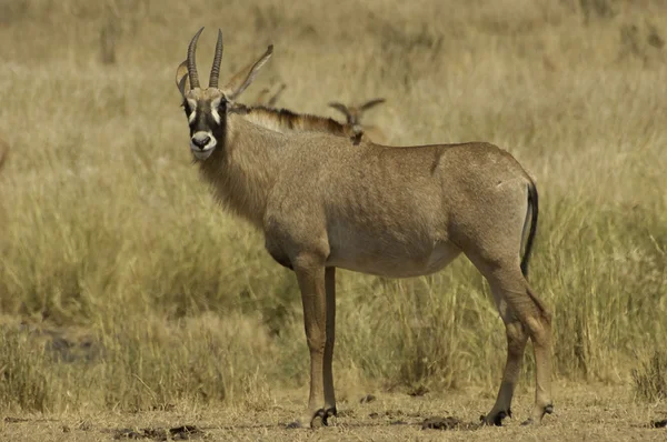 Młodych kobiet roan antelope — Zdjęcie stockowe