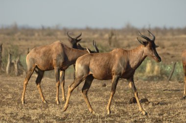 Tsessebe, Kruger National Park, South Africa clipart