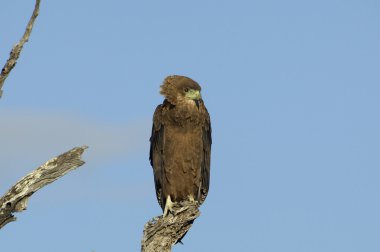 olgunlaşmamış bateleur kartal